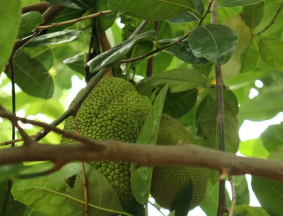 Thailand all time Jackfruit (plants)