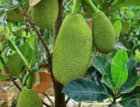 Thailand all time Jackfruit (plants)