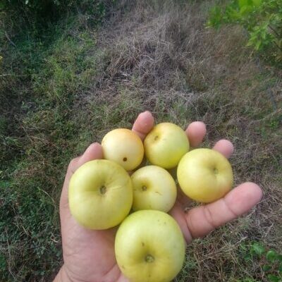 Kashmir Apple Ber