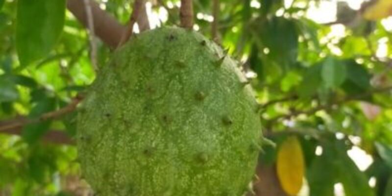 Lakshman Phal / Soursop(Plants)